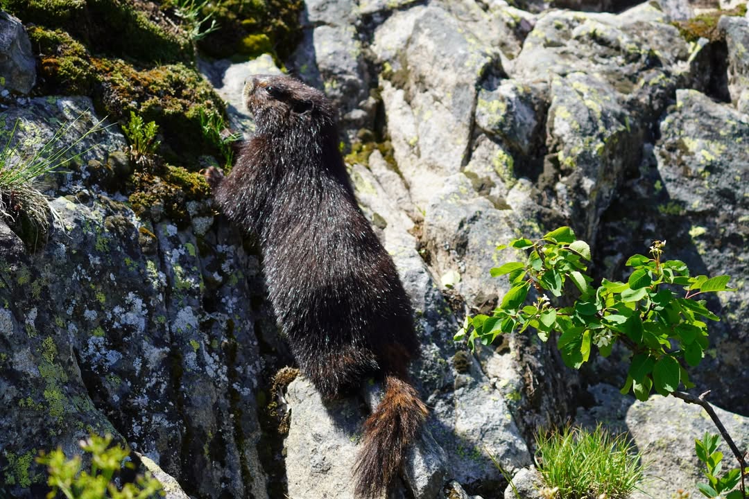 Hoary Marmot on Jenny Lake Hike