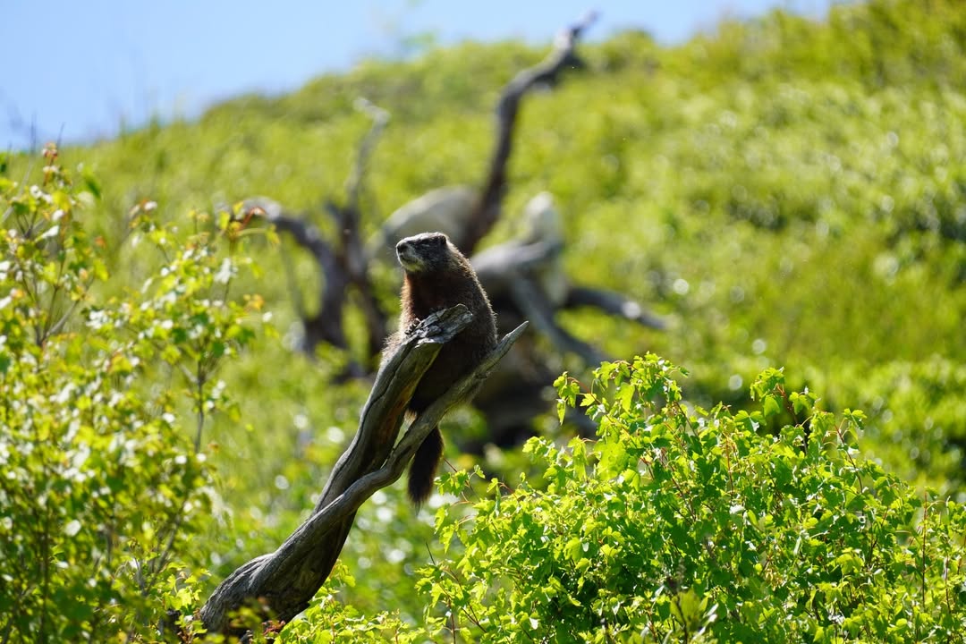 Hoary Marmot on Jenny Lake Hike