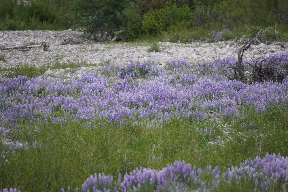 Lupine on Snake River taken from an overpass