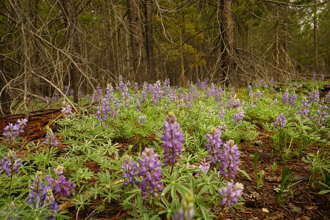 Lupine on Taggart Lake Trail