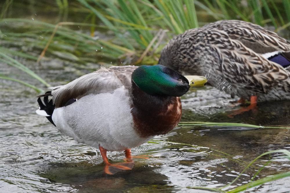 Mallards at Schwabacker's Landing