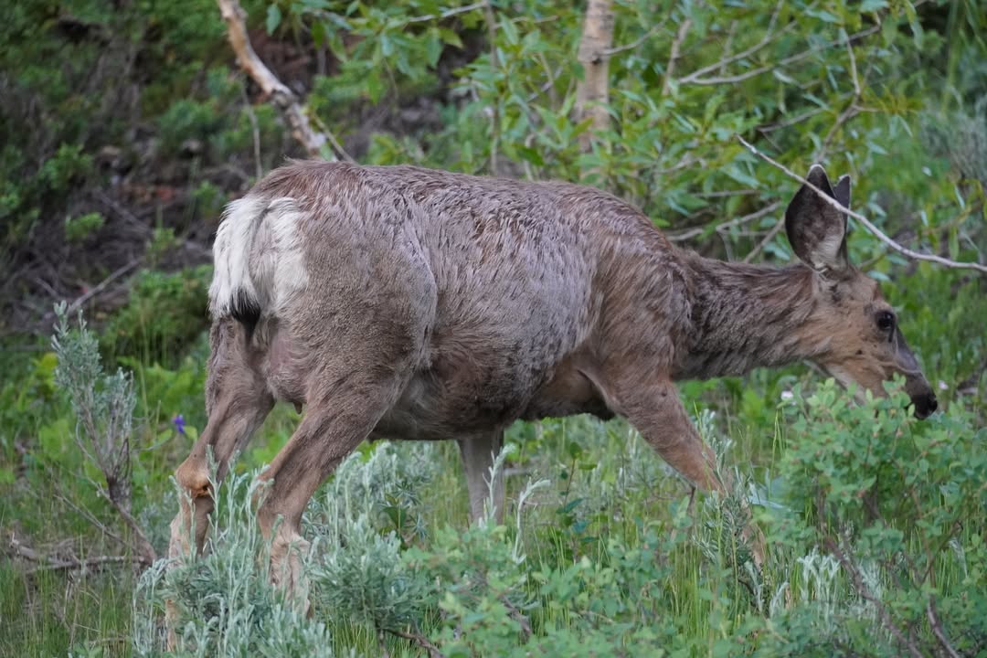 Mule Deer along Moose-Wilson Road