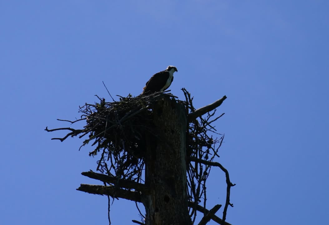 Osprey in nest on Jenny Lake Hike