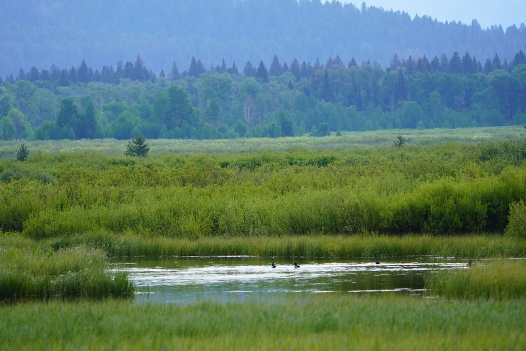Overlook at Oxbow Bend with a few ducks in the water