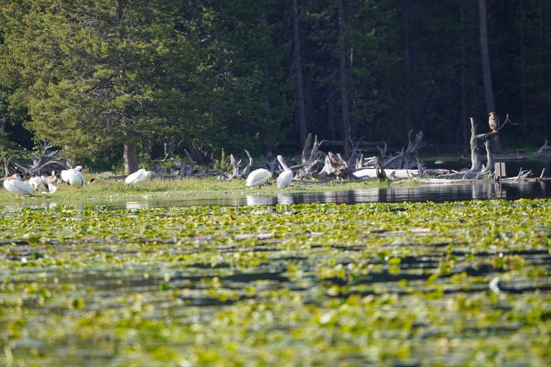 Pelicans and juvenile bald eagle perched on the right at Heron Lake.