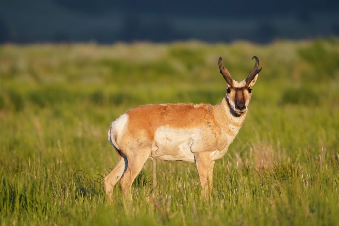 Pronghorn Antelope near Morman Row