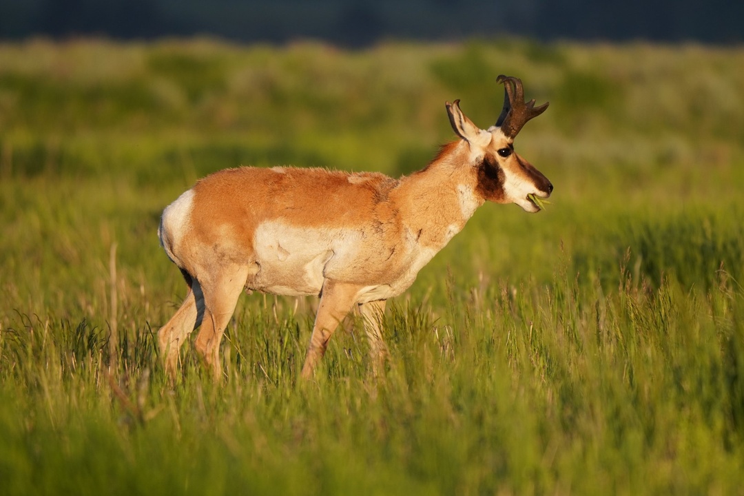 Pronghorn Antelope near Morman Row