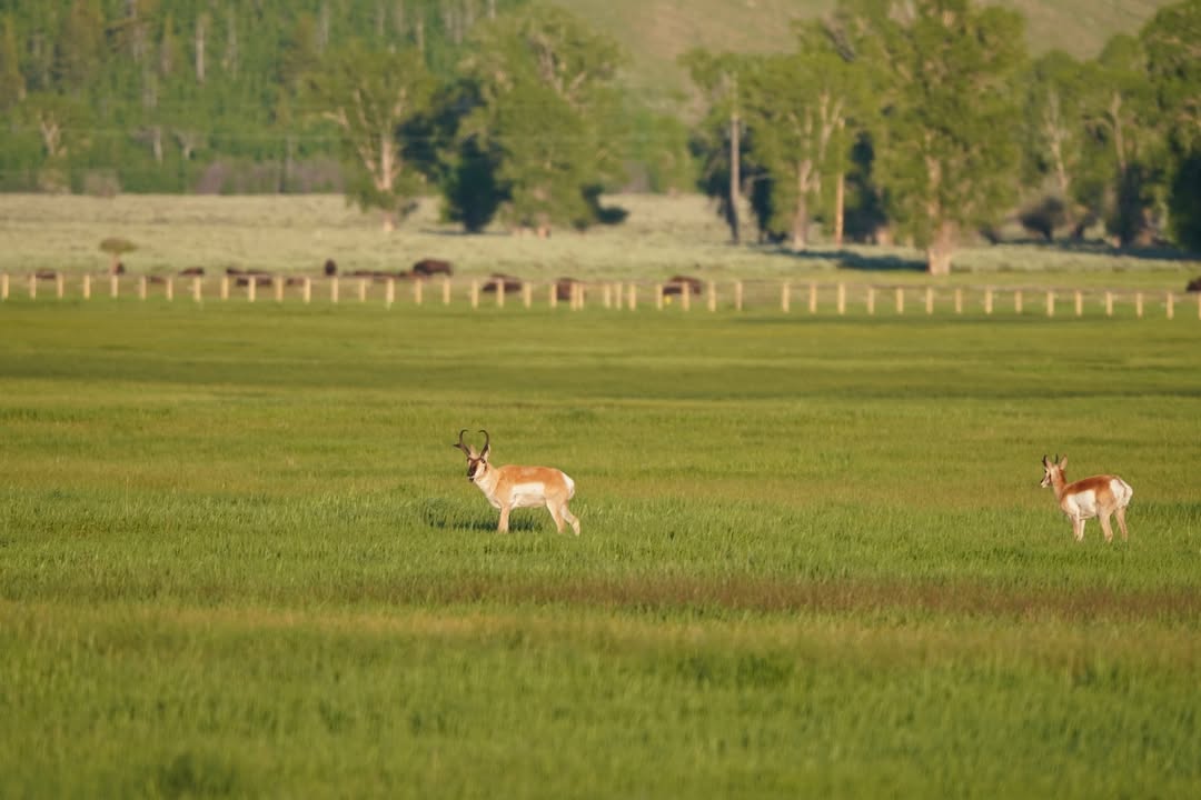 Pronghorn off of Hwy 191, with buffalo in the far distance.