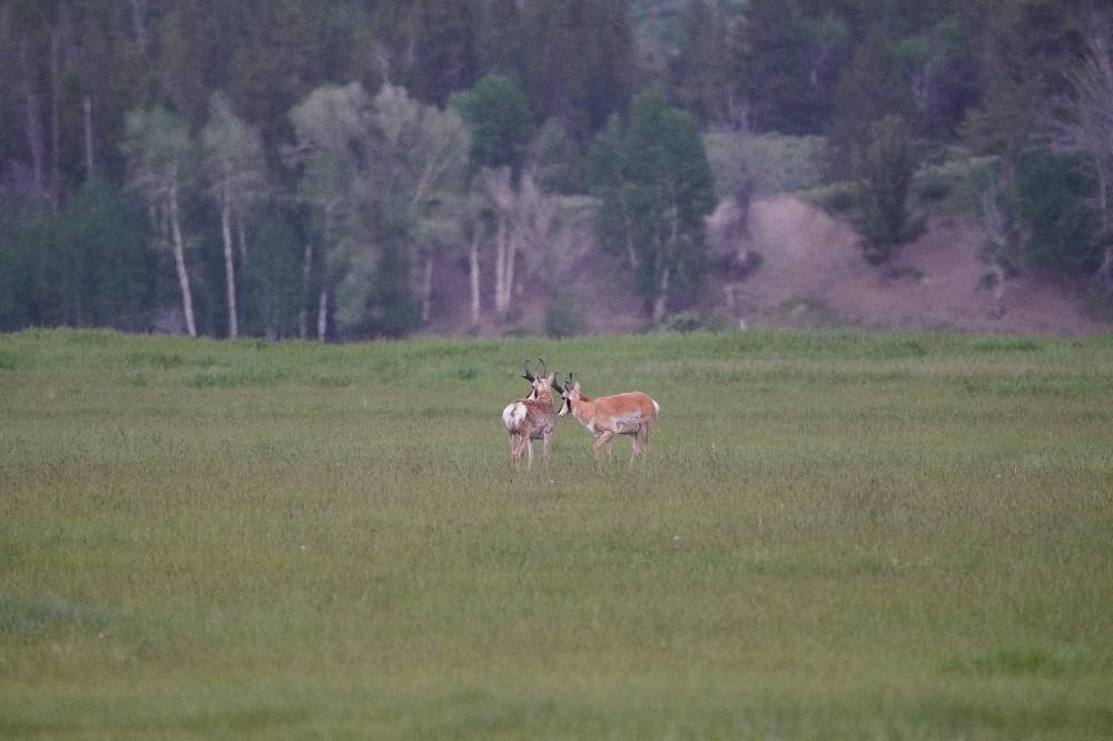 Pronghorn on Highway 191