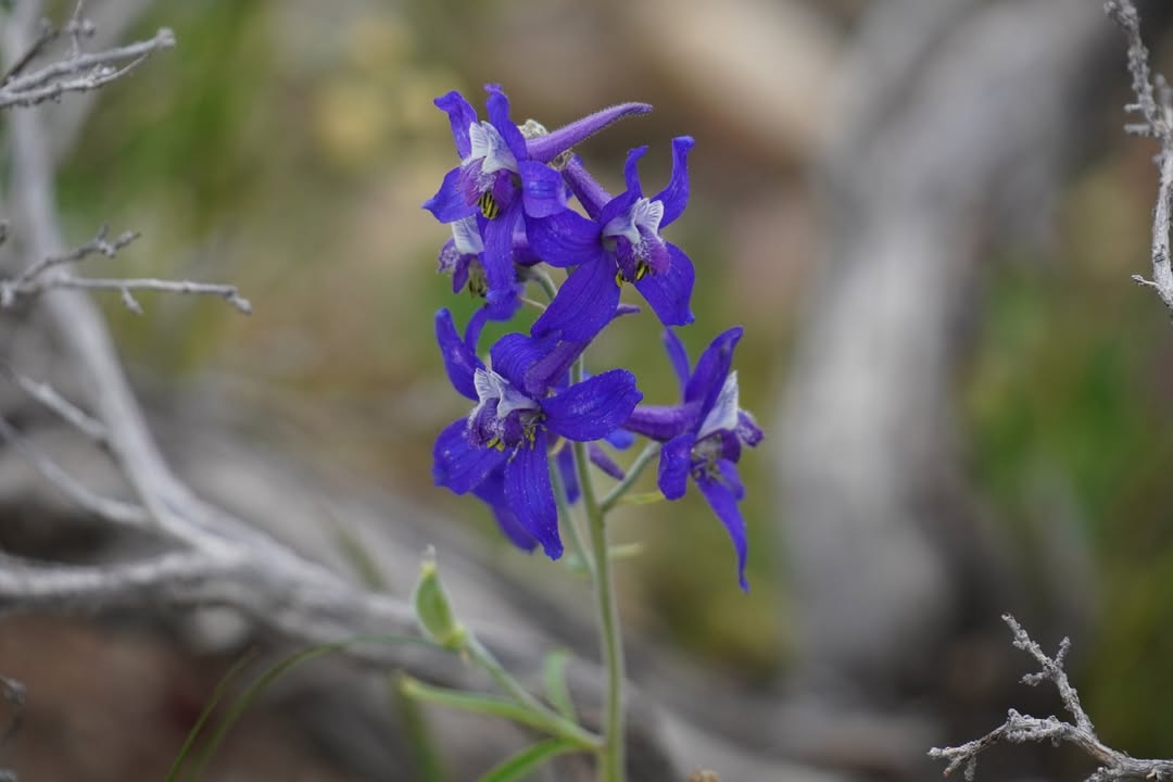 Purple Larkspur found all over