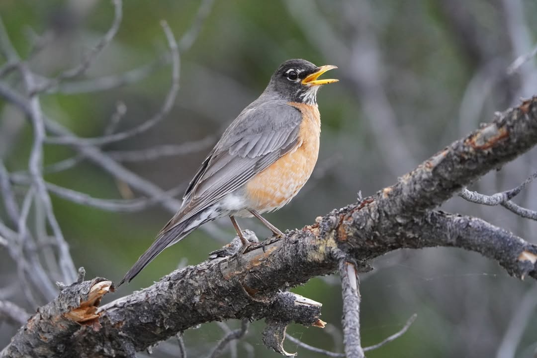 Robin on Lakeshore Trail