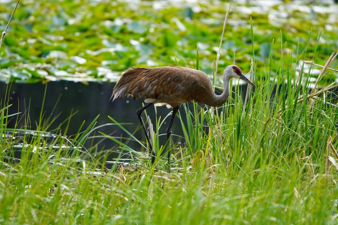 Sandhill Crane with little one in the grass at Swan Lake.
