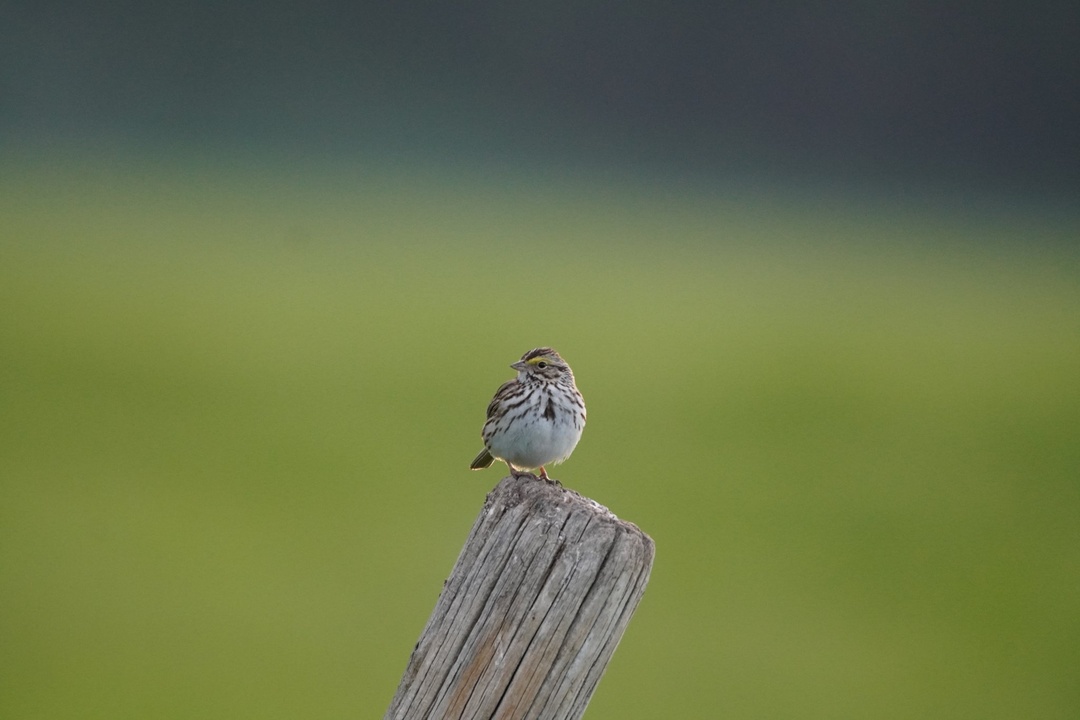 Savannah Sparrow near Morman Row