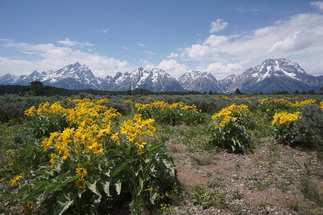 Teton Glacier Turnout