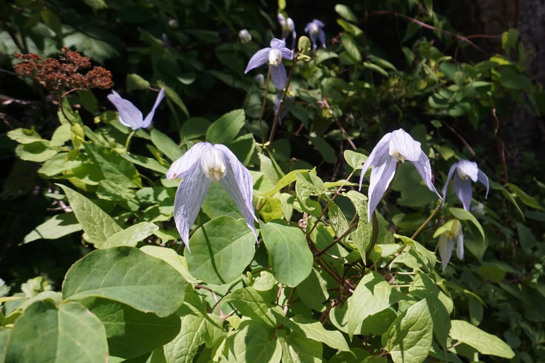Western Blue Clematis on Jenny Lake