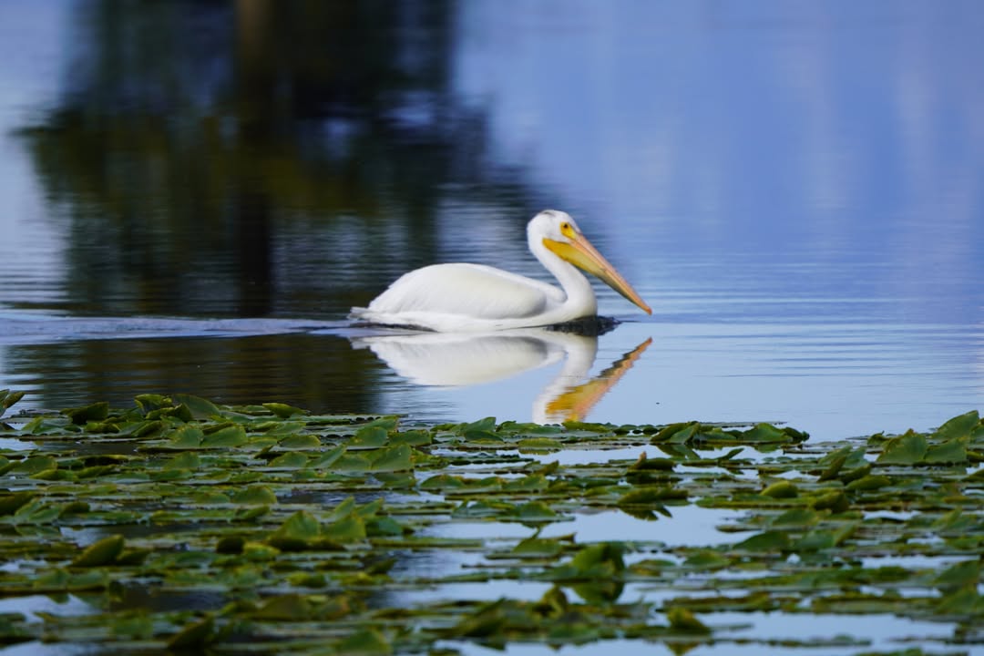 White Pelican in Heron Lake