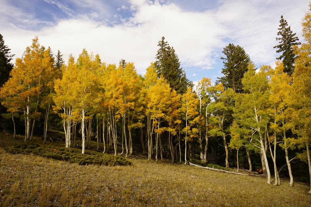 Aspens on Alpine Lake Trail
