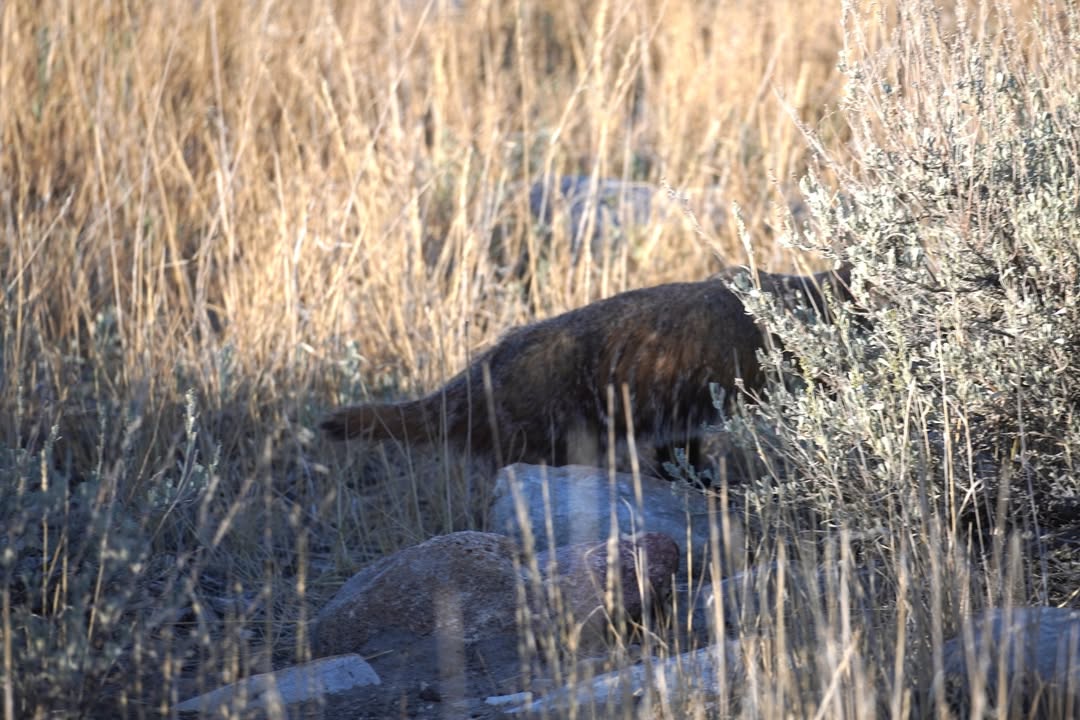 Badger along Baker Creed Road
