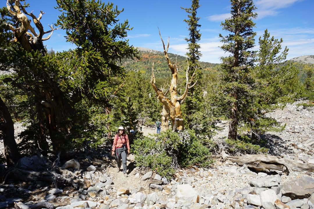 Bristlecone grove
