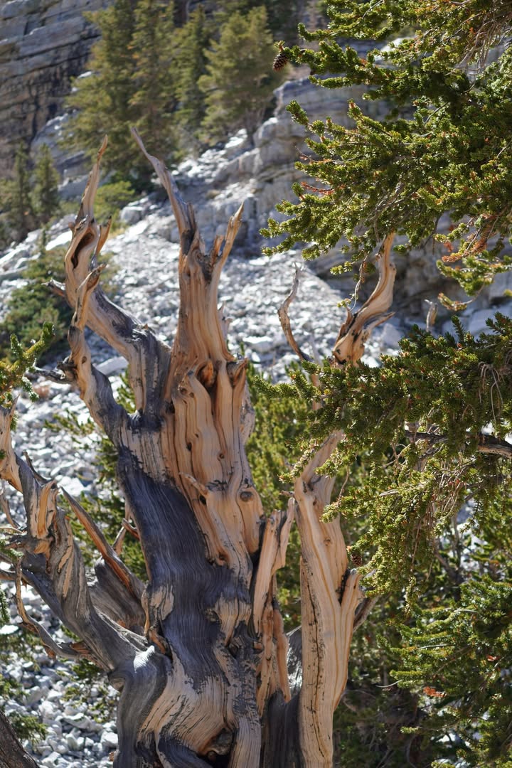 Bristlecone Tree