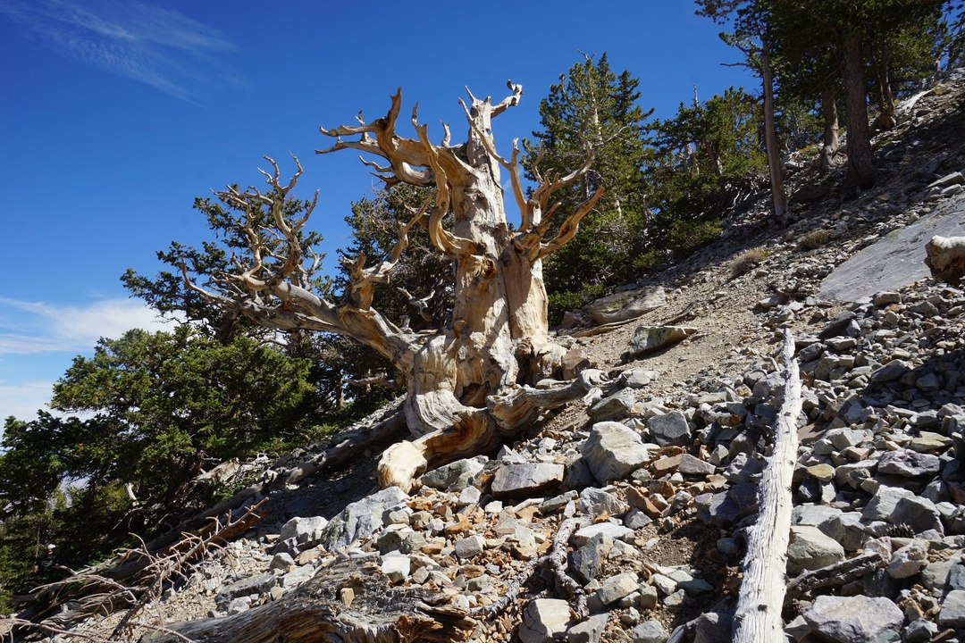 Bristlecone Trees