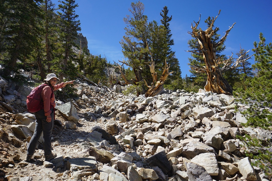 Bristlecone Trees