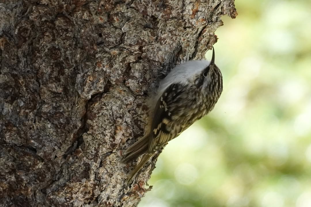 Brown Creeper on Alpine Lake Loop