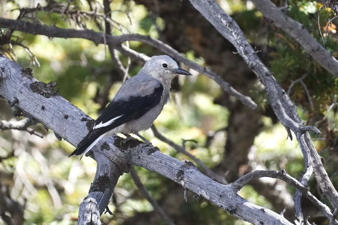 Clark's Nutcracker on Alpine Lakes Loop