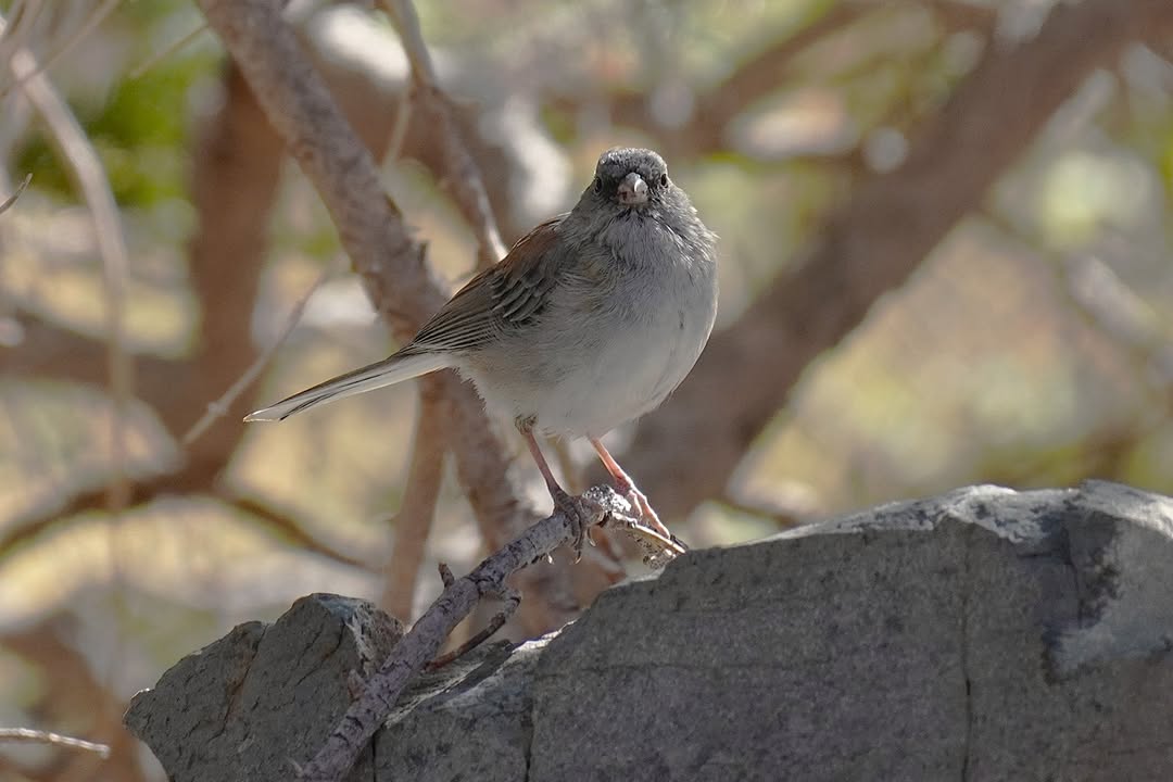 Dark-eyed Junco on Alpine Lake Loop