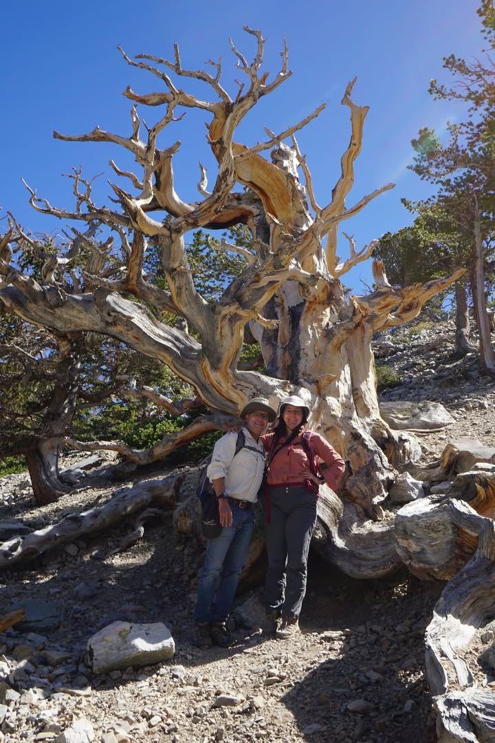Dead bristlecone on Bristlecone trail