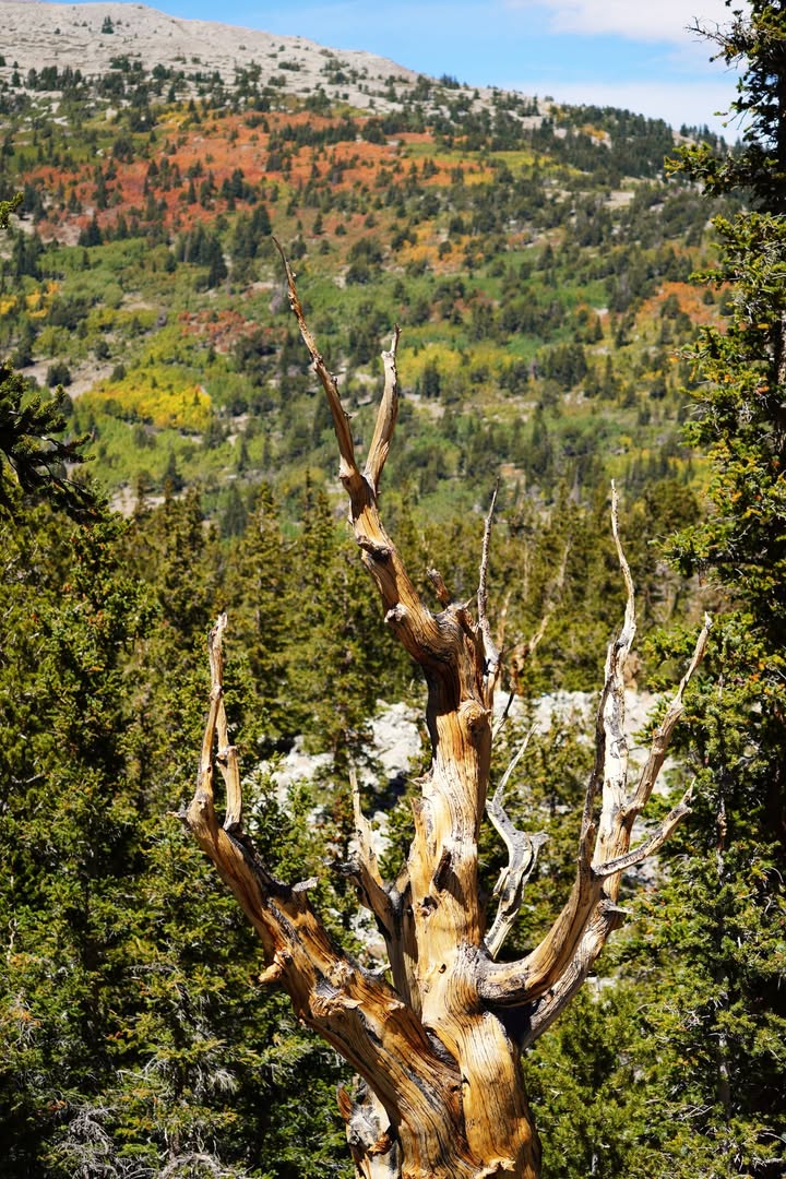 Dead bristlecone Tree