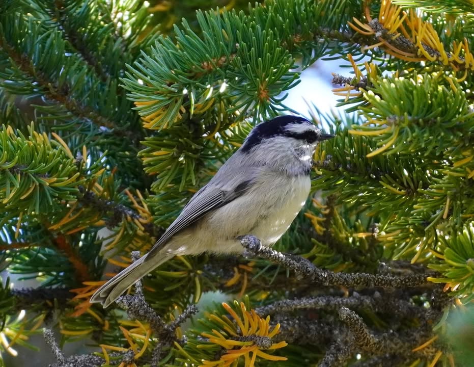 Mountain Chickadee on Alpine Lake Loop