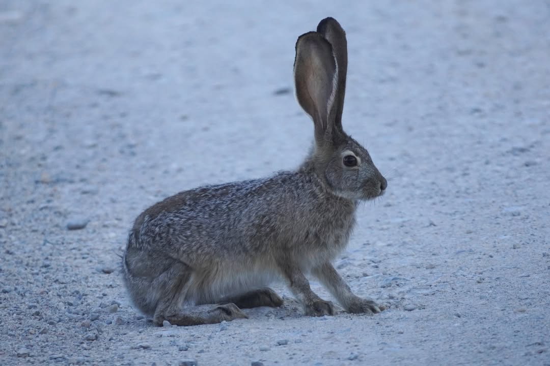 Rabbit in the Baker Creek Campground