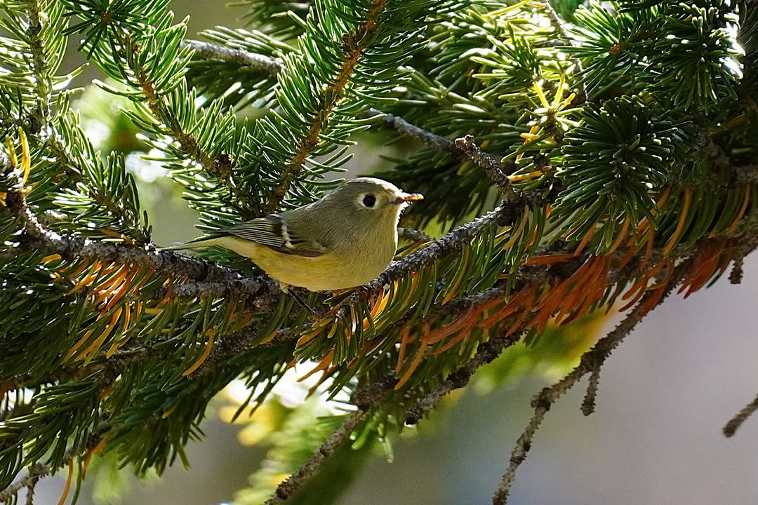 Ruby-crowned Kinglet on Alpine Lake Loop