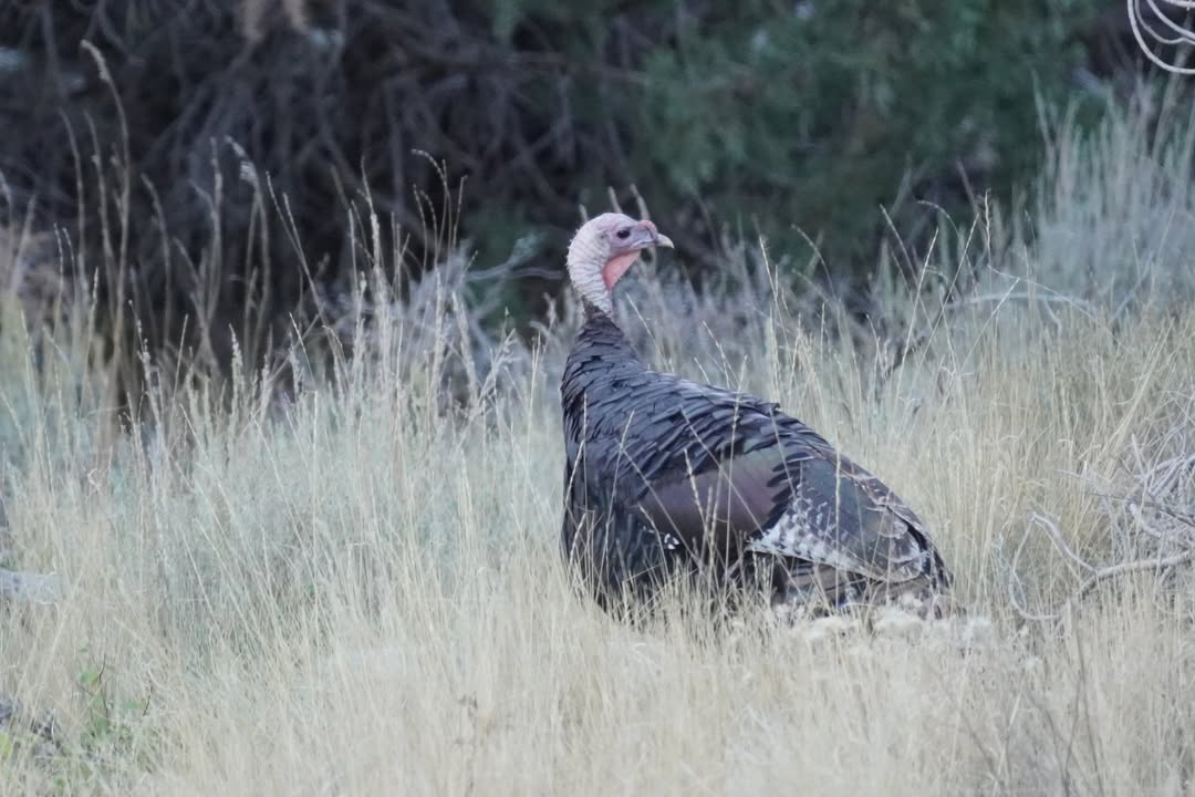 Turkey along Baker Creek Road