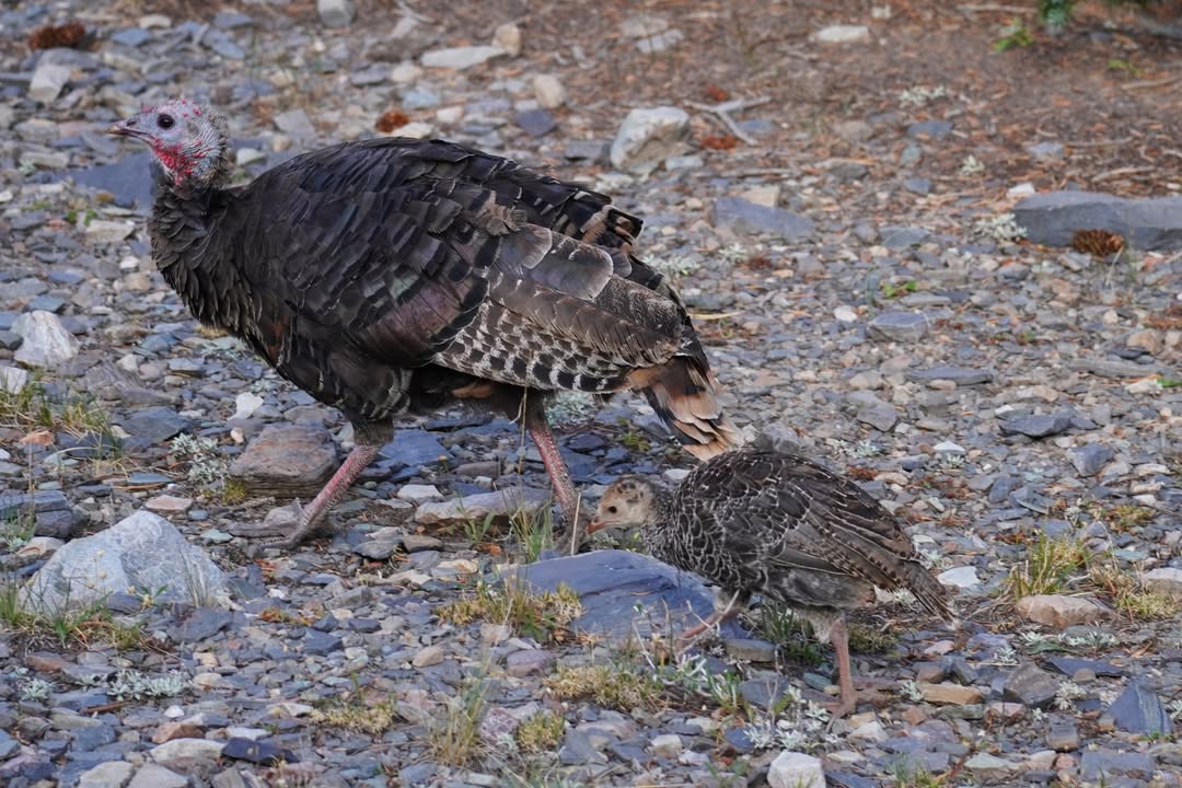 Turkeys on Alpine Lake Loop