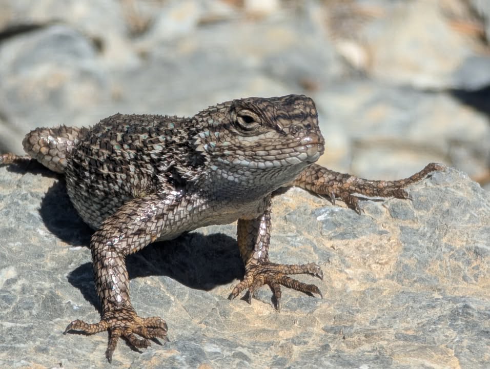 Western fence lizard near visitor center
