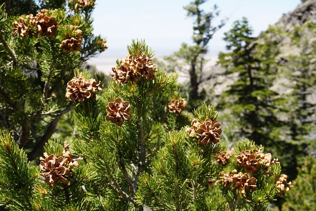 Great Sand Dunes National Park, CO