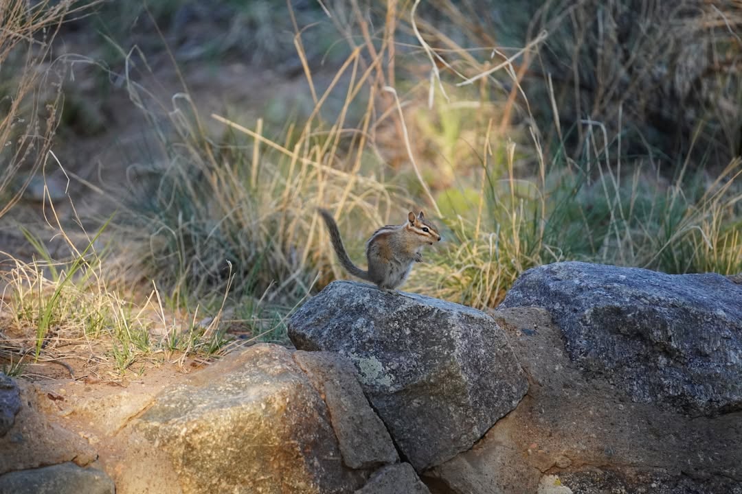 Chipmunk at Campsite