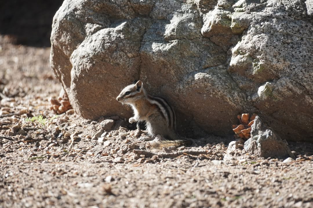Chipmunk at Piñon Flats Campsite