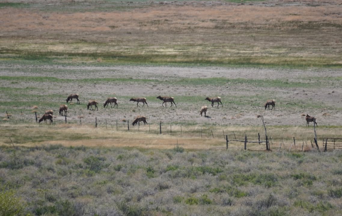 Elk near Great Sand Dunes NP