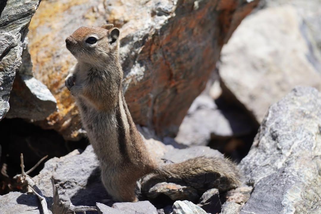 Ground Squirrel on Mosca Pass Trail