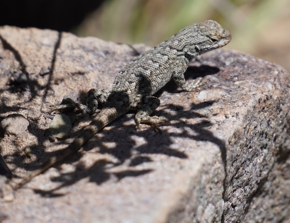 Plateau Lizard on Mosca Pass Trail