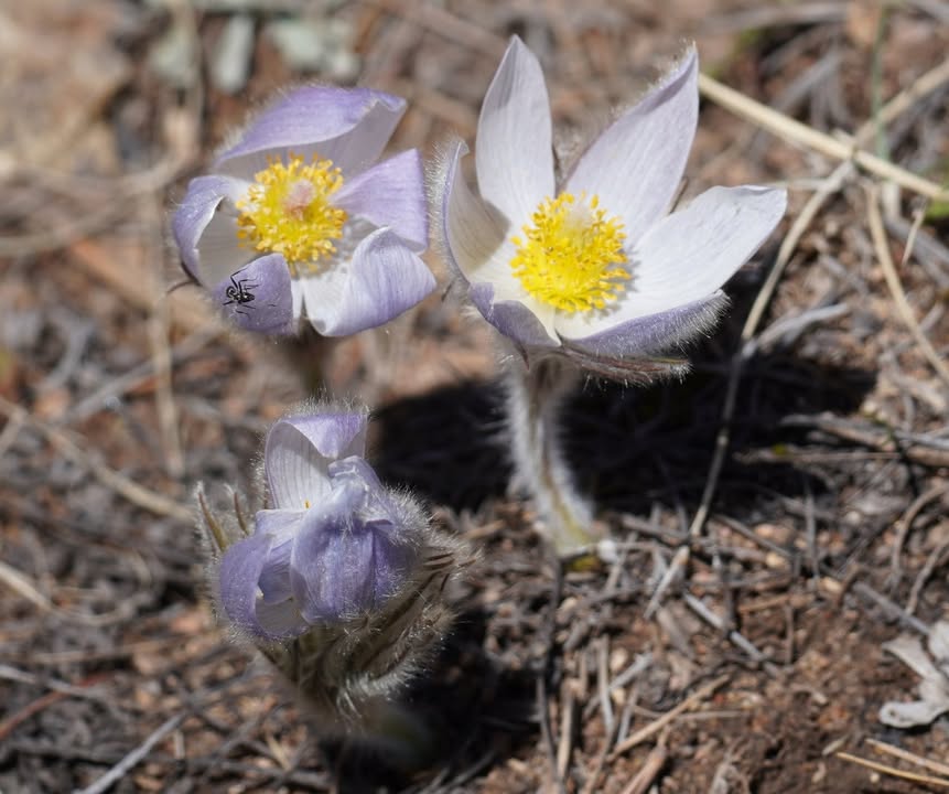 Prairie Crocus on Mosca Pass Trail