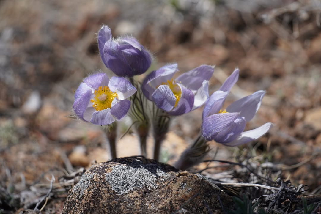 Prairie Crocus on Mosca Pass Trail