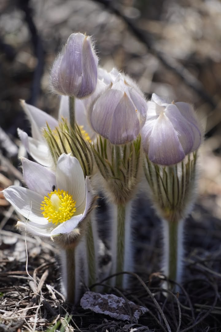 Prairie Crocus on Mosca Pass Trail