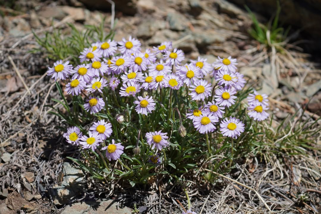 Rocky Mountain Fleabane on Mosca Pass Trail