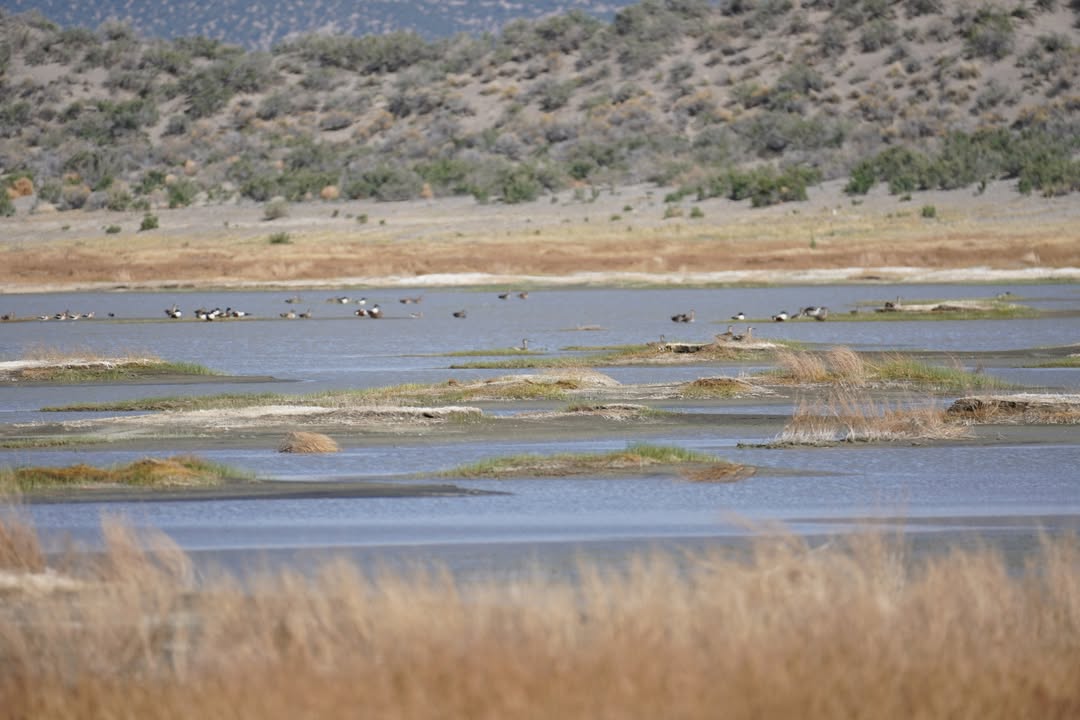 San Luis Lakes State Wildlife Area