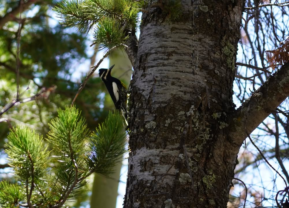 Williamson’s Sapsucker on Mosca Pass Trail