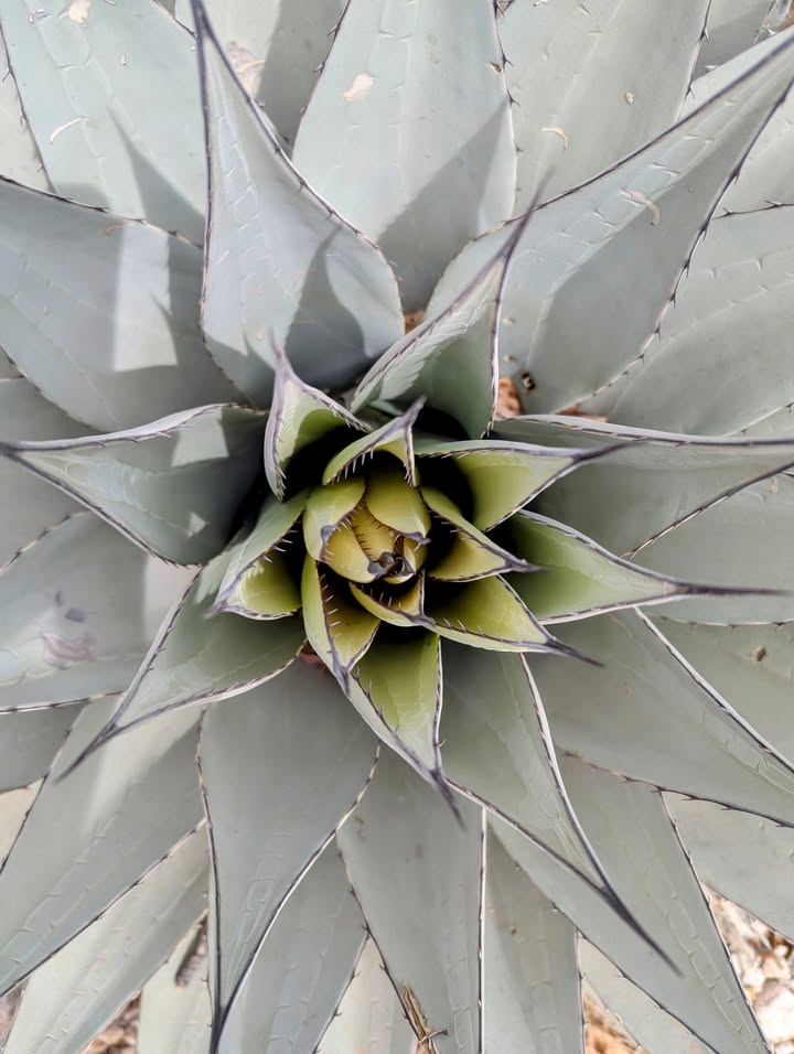 Agave
